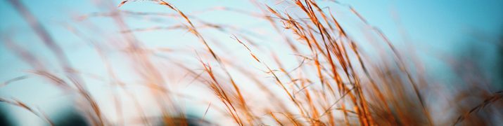 Photo of wheat by Casey Lee on Unsplash
